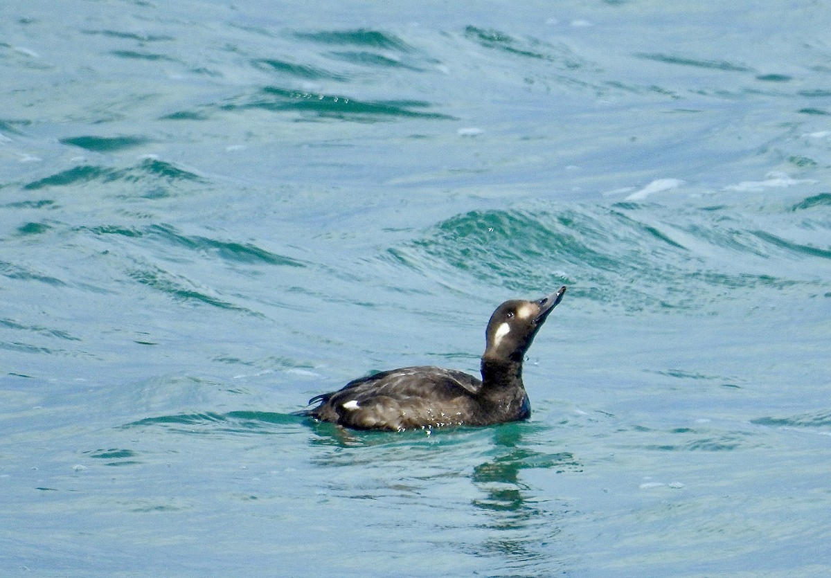 White-winged Scoter - Jeff Davis