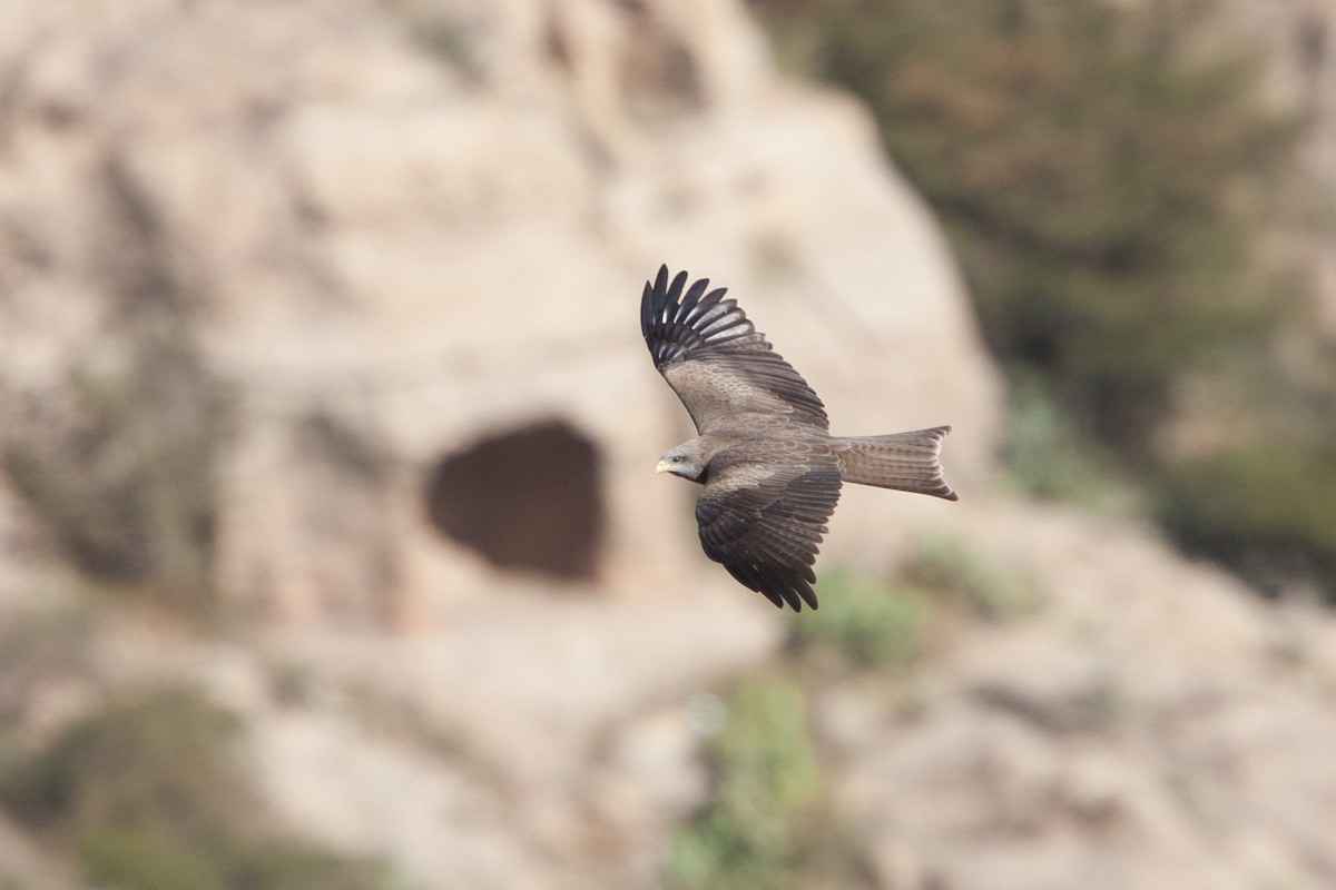 Black Kite (Yellow-billed) - ML278061131