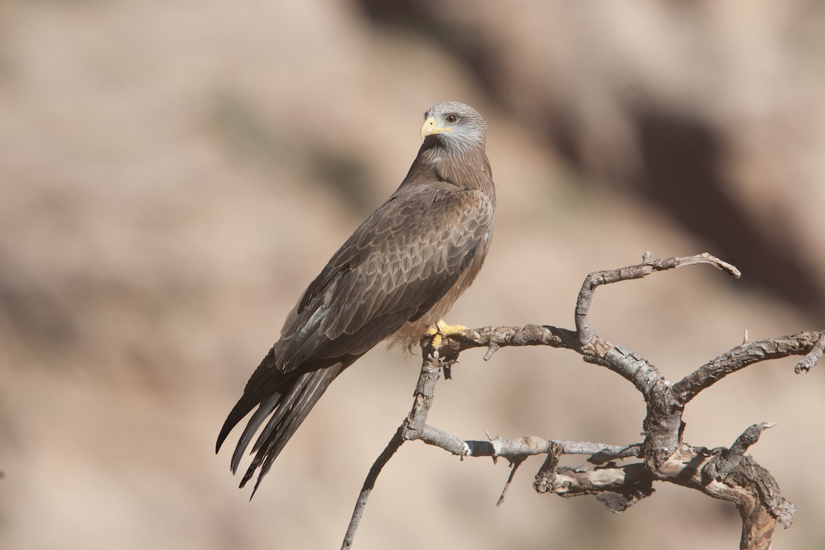 Black Kite (Yellow-billed) - ML278061181