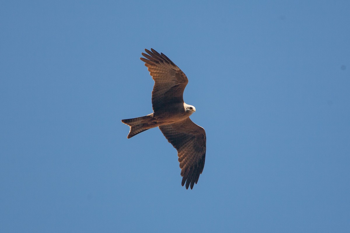 Black Kite (Yellow-billed) - ML278061211