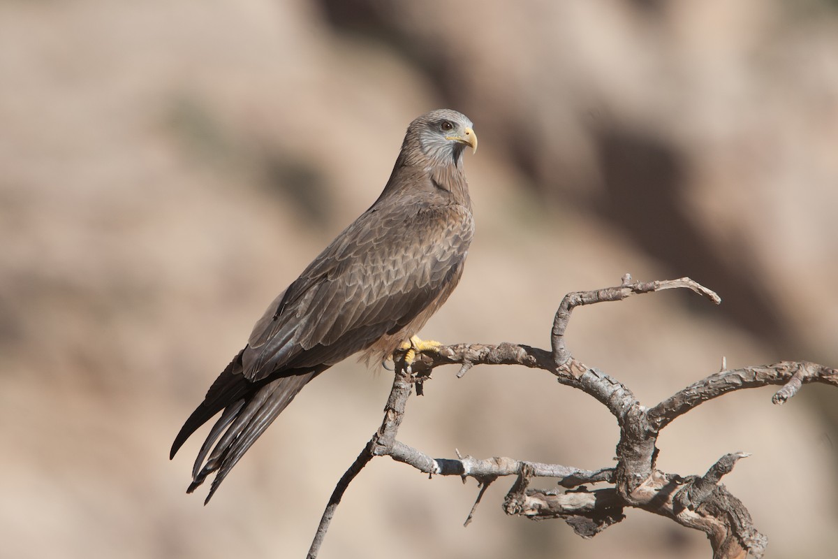 Black Kite (Yellow-billed) - ML278061261