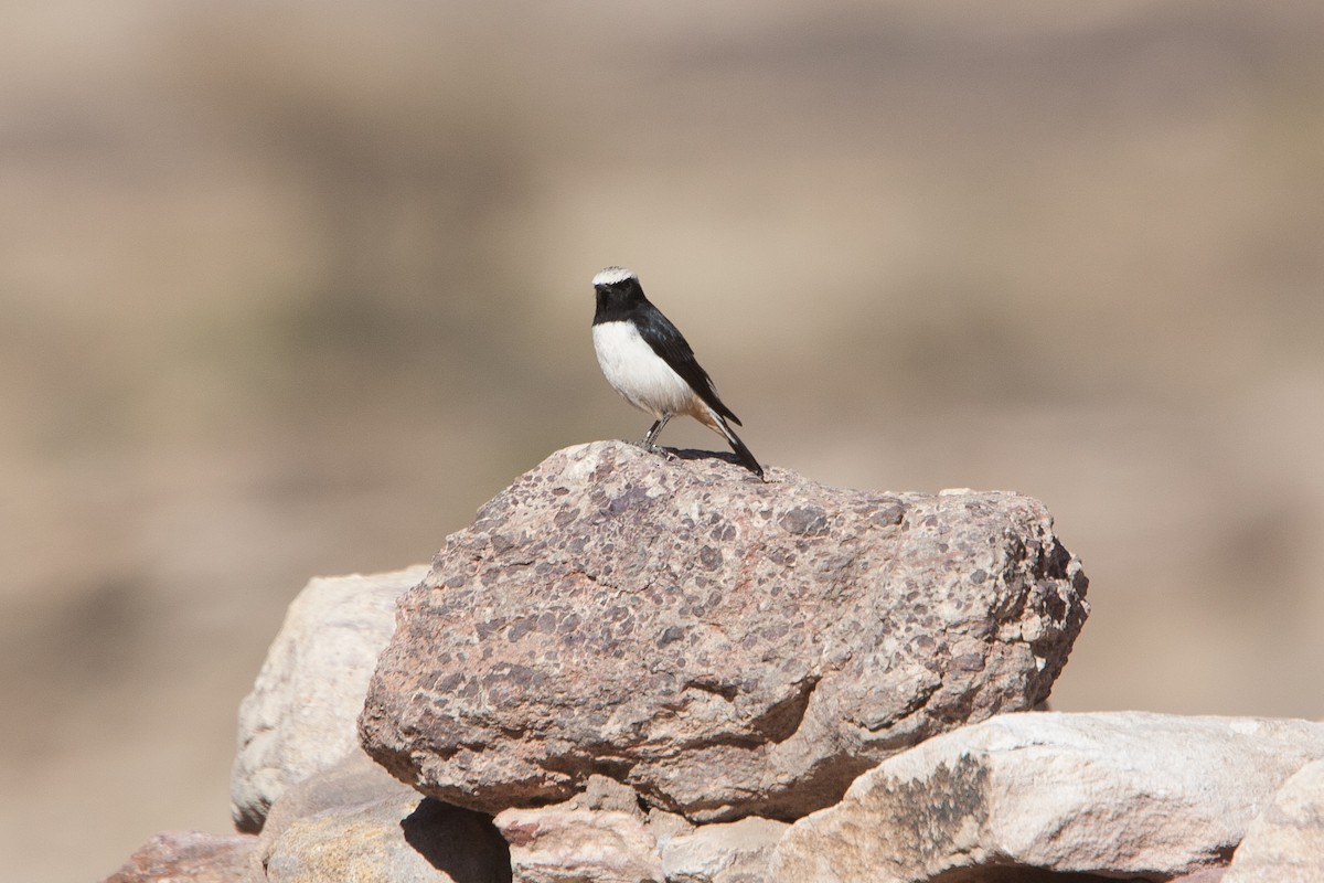 Arabian Wheatear - ML278061331