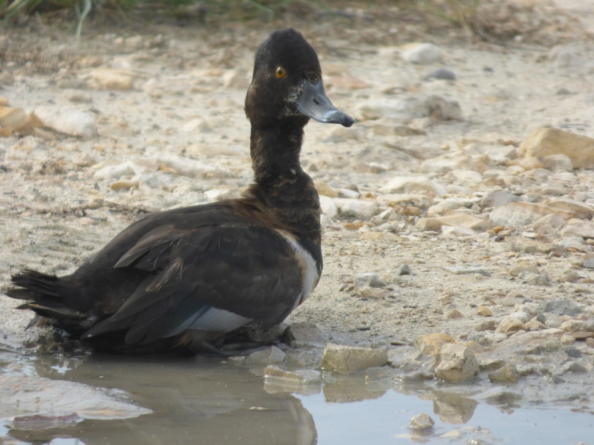 Ring-necked Duck - Tarra Lindo