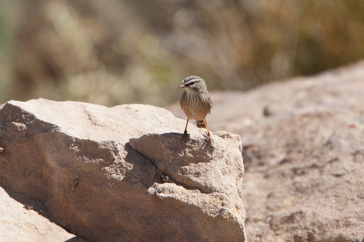 Scrub Warbler - Simon Colenutt