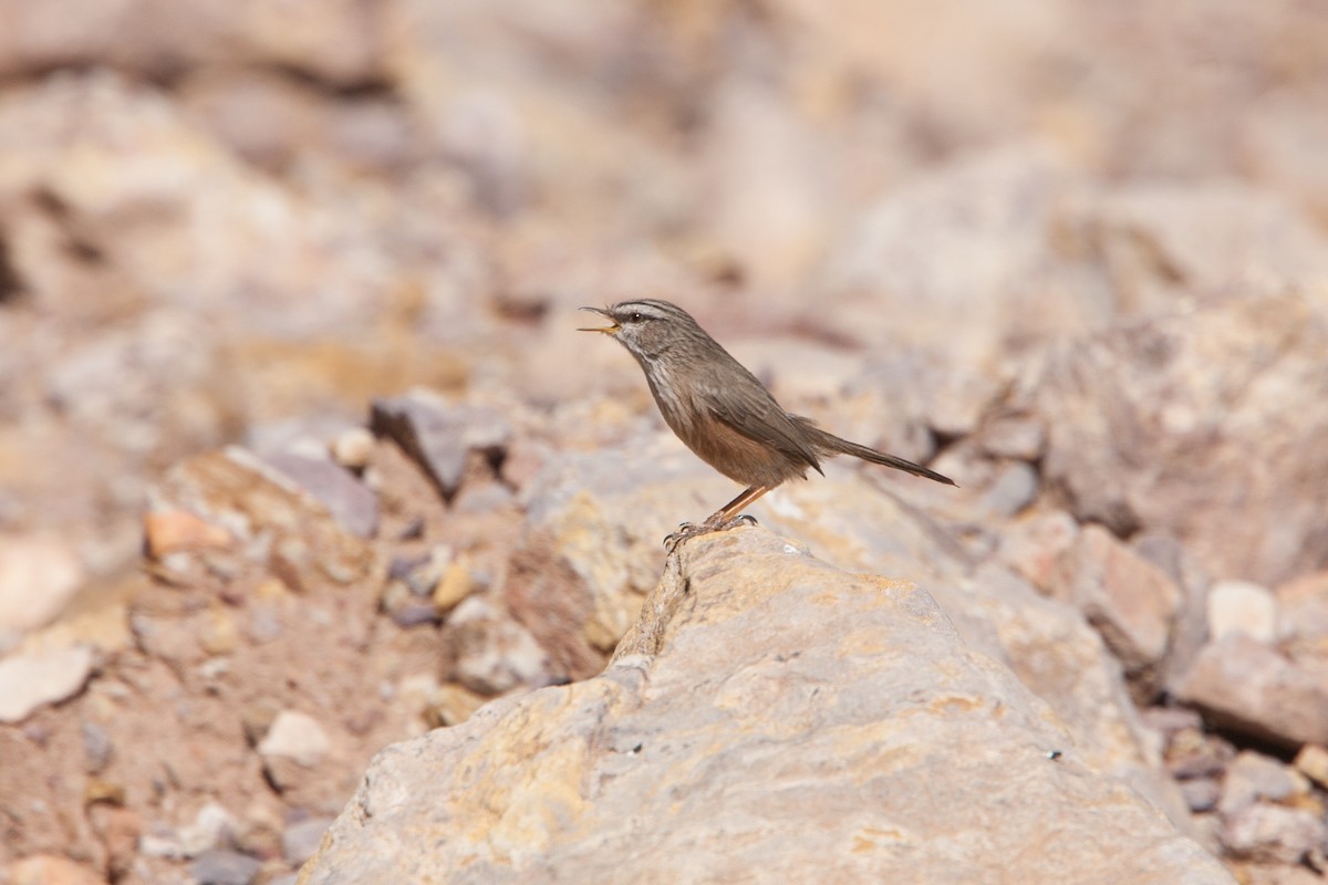 Scrub Warbler - ML278061541