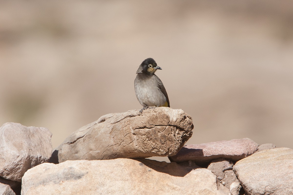 White-spectacled Bulbul - ML278061651