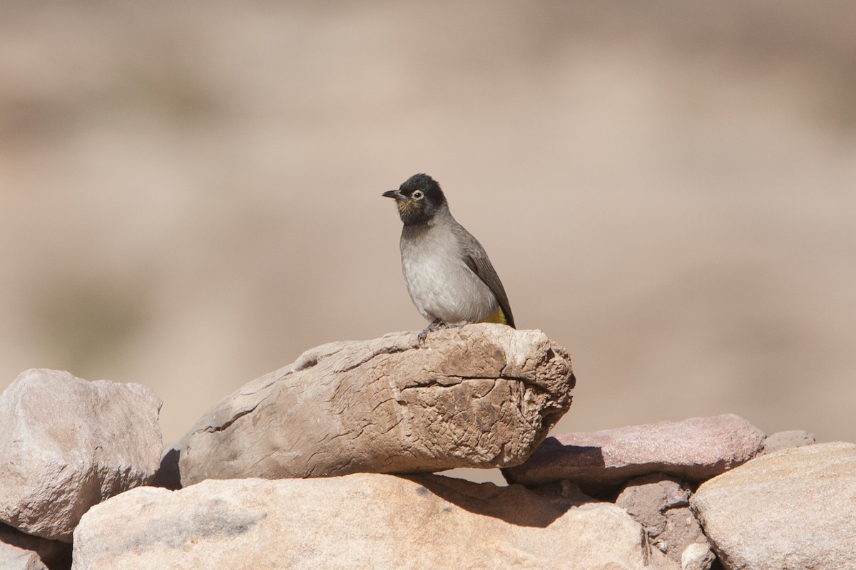 White-spectacled Bulbul - ML278061661