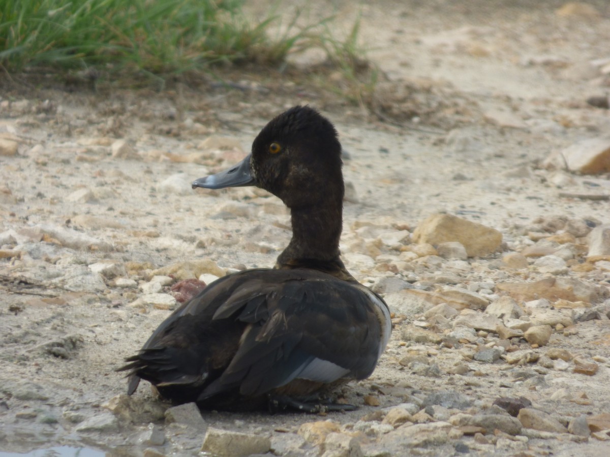 Ring-necked Duck - ML278061901