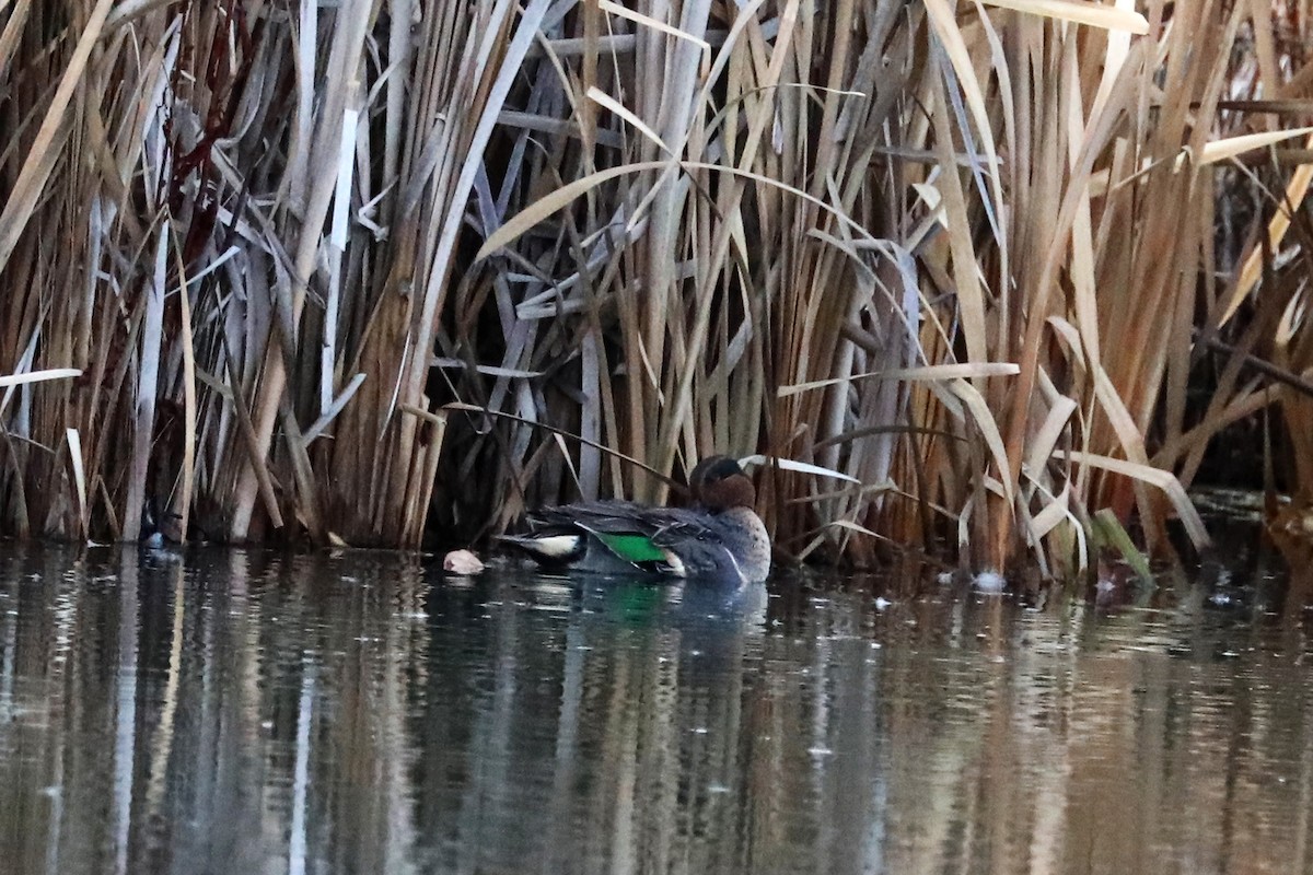 Green-winged Teal - ML278065421