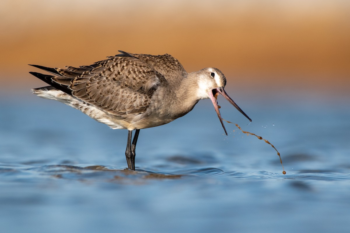 Hudsonian Godwit - ML278067071