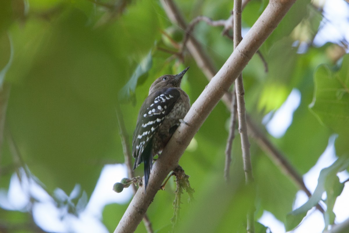 Arabian Woodpecker - ML278067211