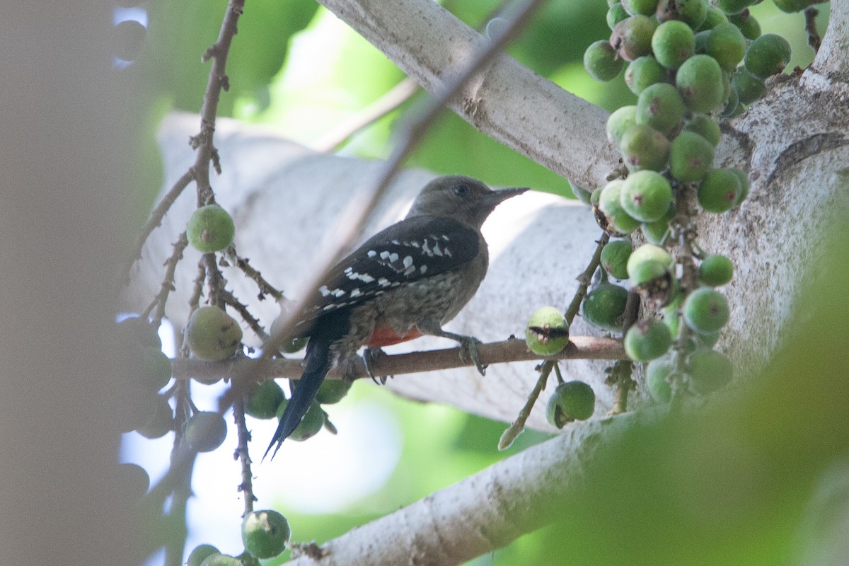 Arabian Woodpecker - Simon Colenutt