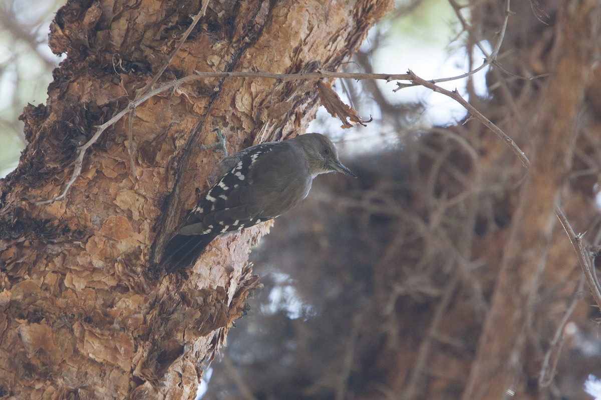 Arabian Woodpecker - ML278067231