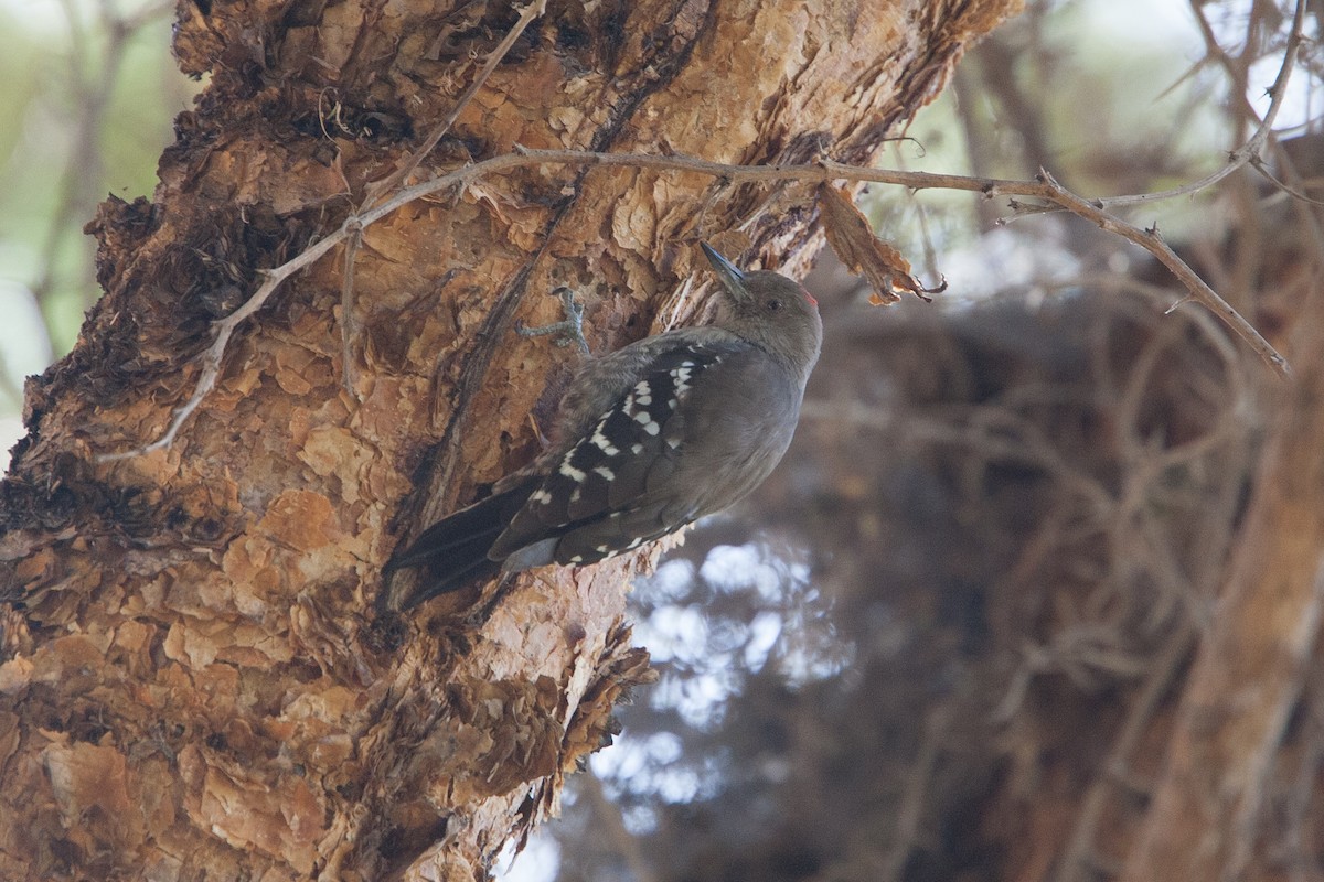 Arabian Woodpecker - ML278067241