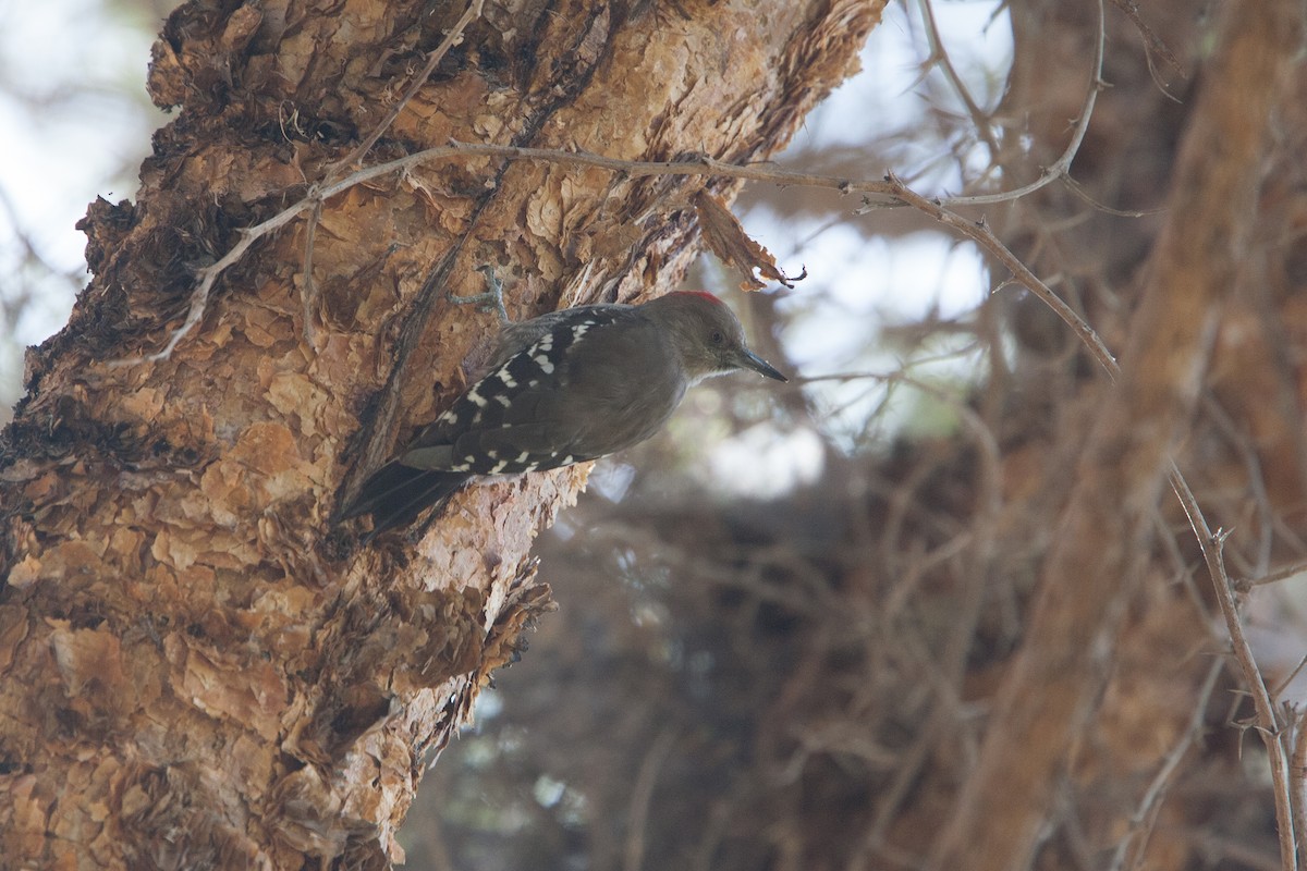 Arabian Woodpecker - ML278067251