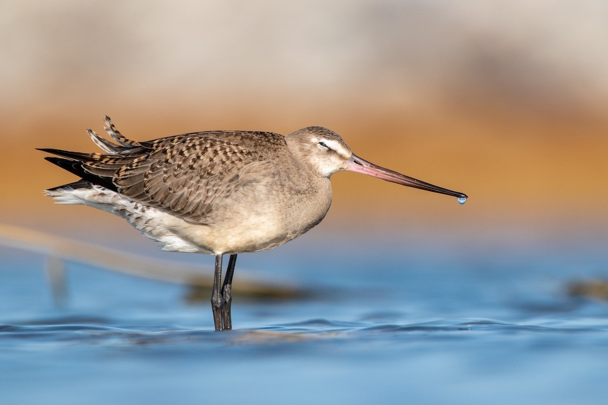 Hudsonian Godwit - Matthew Bode