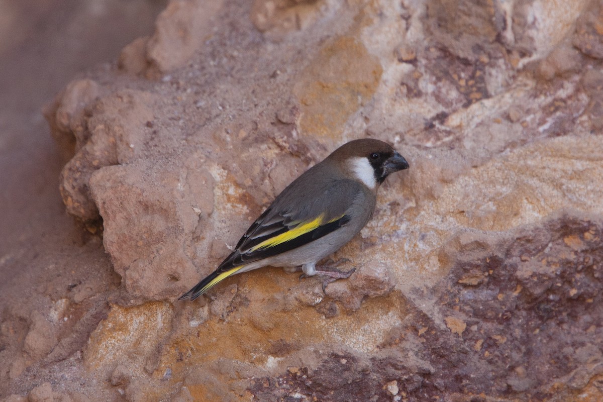 Arabian Grosbeak - ML278068751