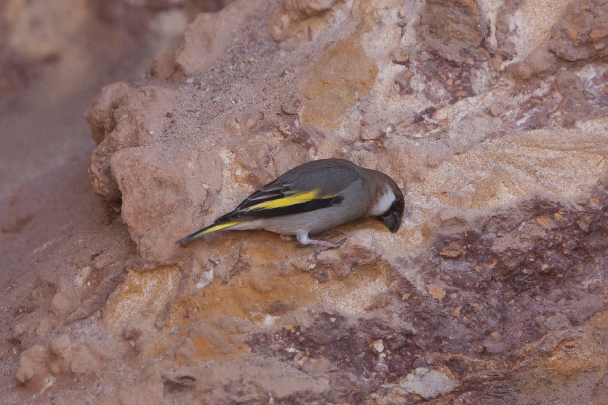 Arabian Grosbeak - ML278068771