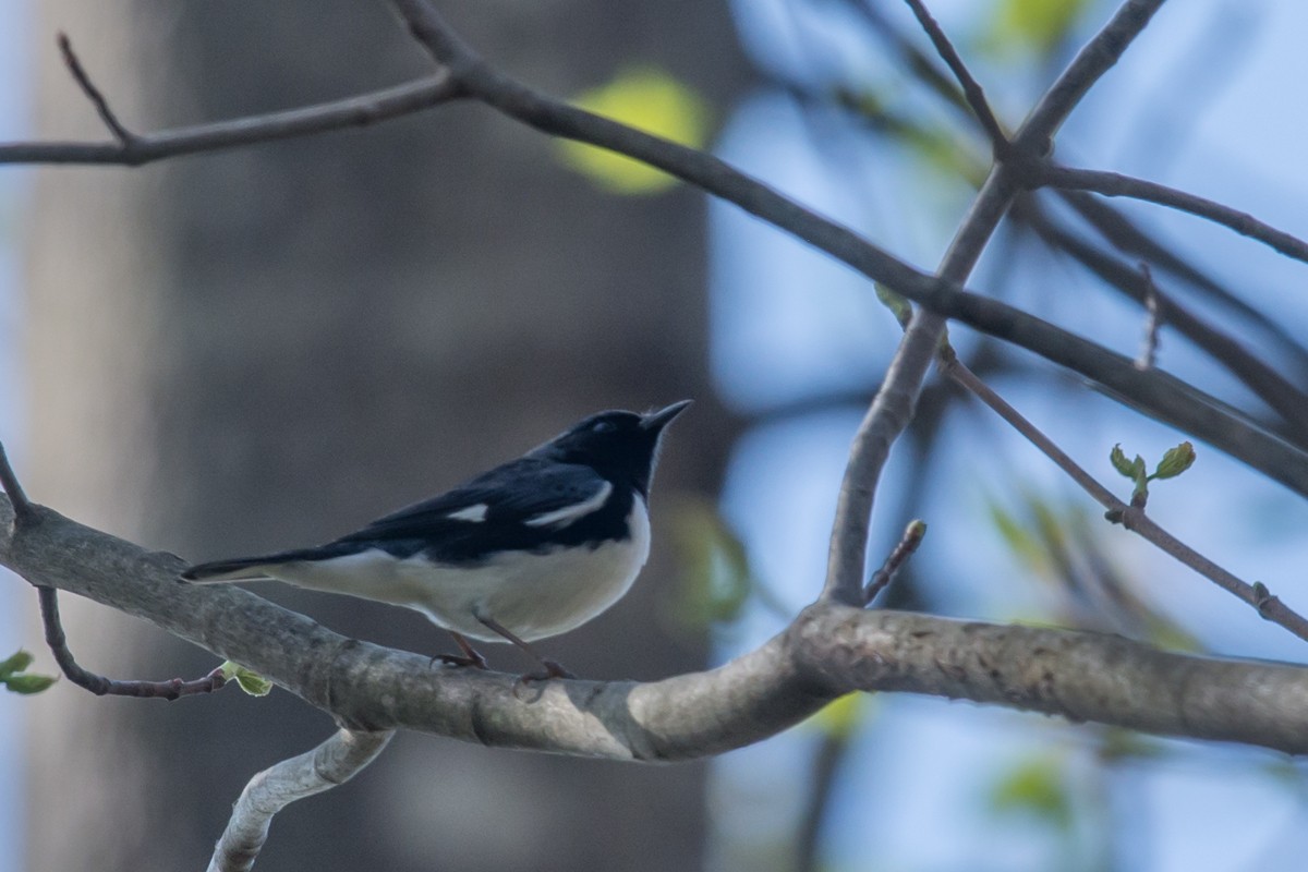 blåparula - ML27807041