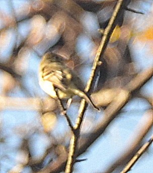 Western Flycatcher (Pacific-slope) - ML278071061