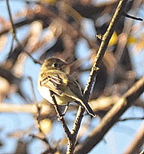 Western Flycatcher (Pacific-slope) - ML278071151