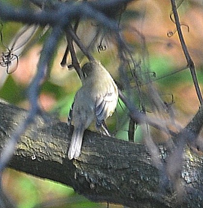Western Flycatcher (Pacific-slope) - ML278071321