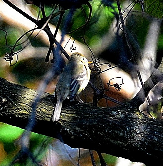 Western Flycatcher (Pacific-slope) - ML278071491