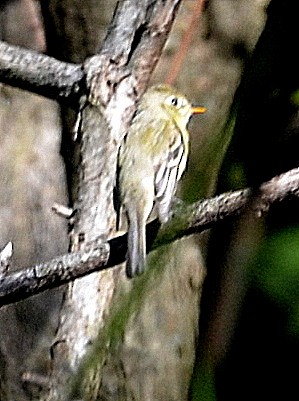 Western Flycatcher (Pacific-slope) - ML278071521