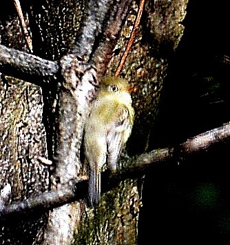 Western Flycatcher (Pacific-slope) - ML278071591