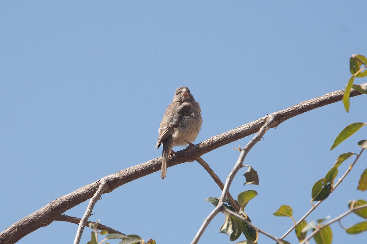 Serin d'Arabie - ML278072081