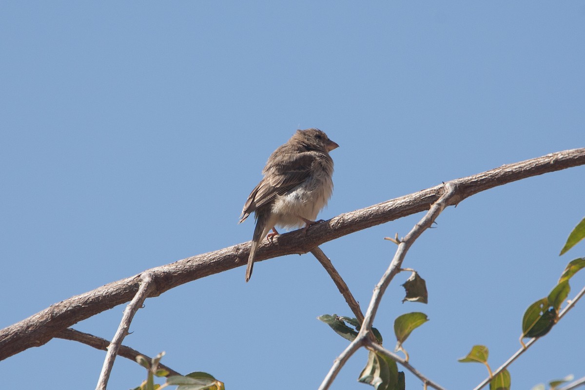 Olive-rumped Serin - ML278072091