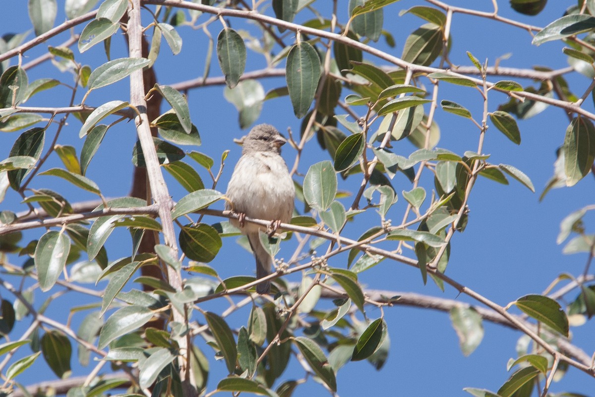 בזבוז ערבי - ML278072111