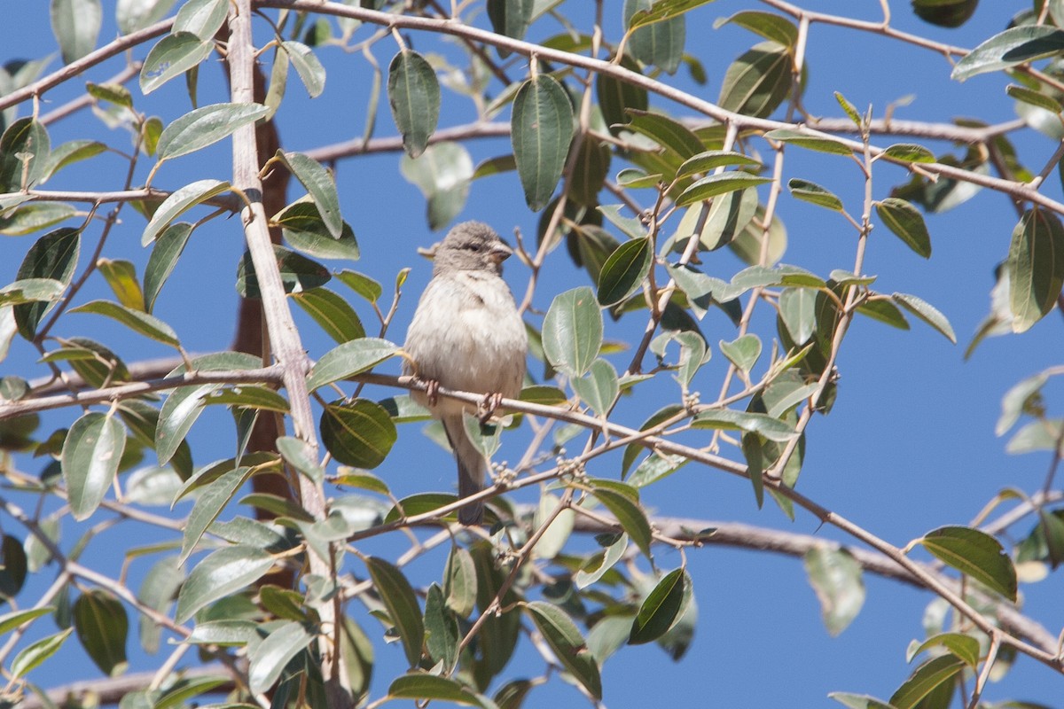 Olive-rumped Serin - ML278072111