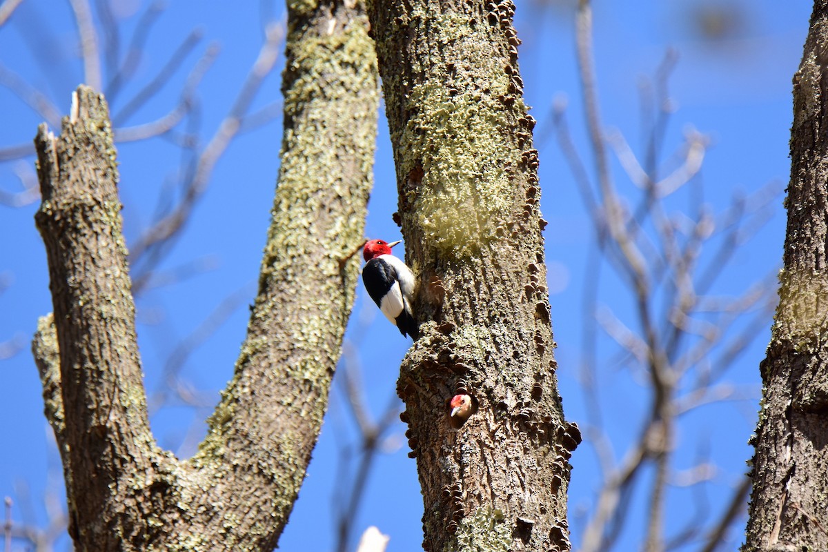 Red-headed Woodpecker - ML27807411