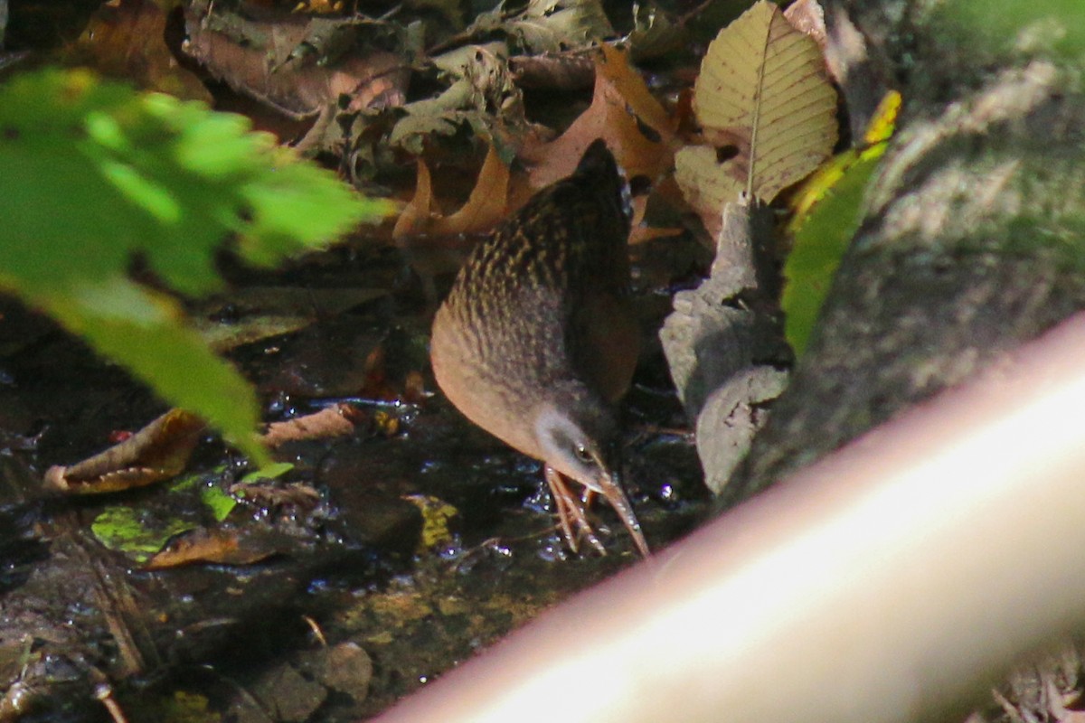 Virginia Rail - ML278074881