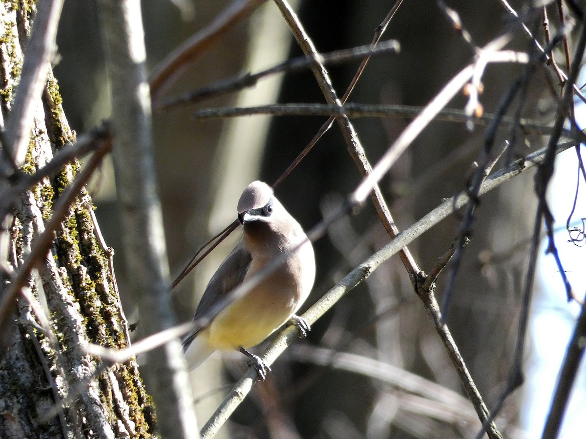 Cedar Waxwing - ML278075771