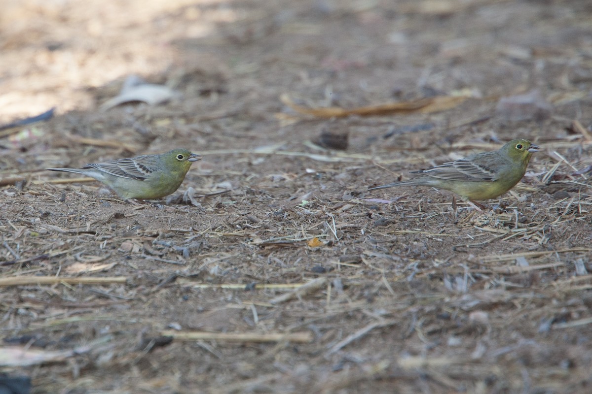 Cinereous Bunting (Yellow-bellied) - ML278075971