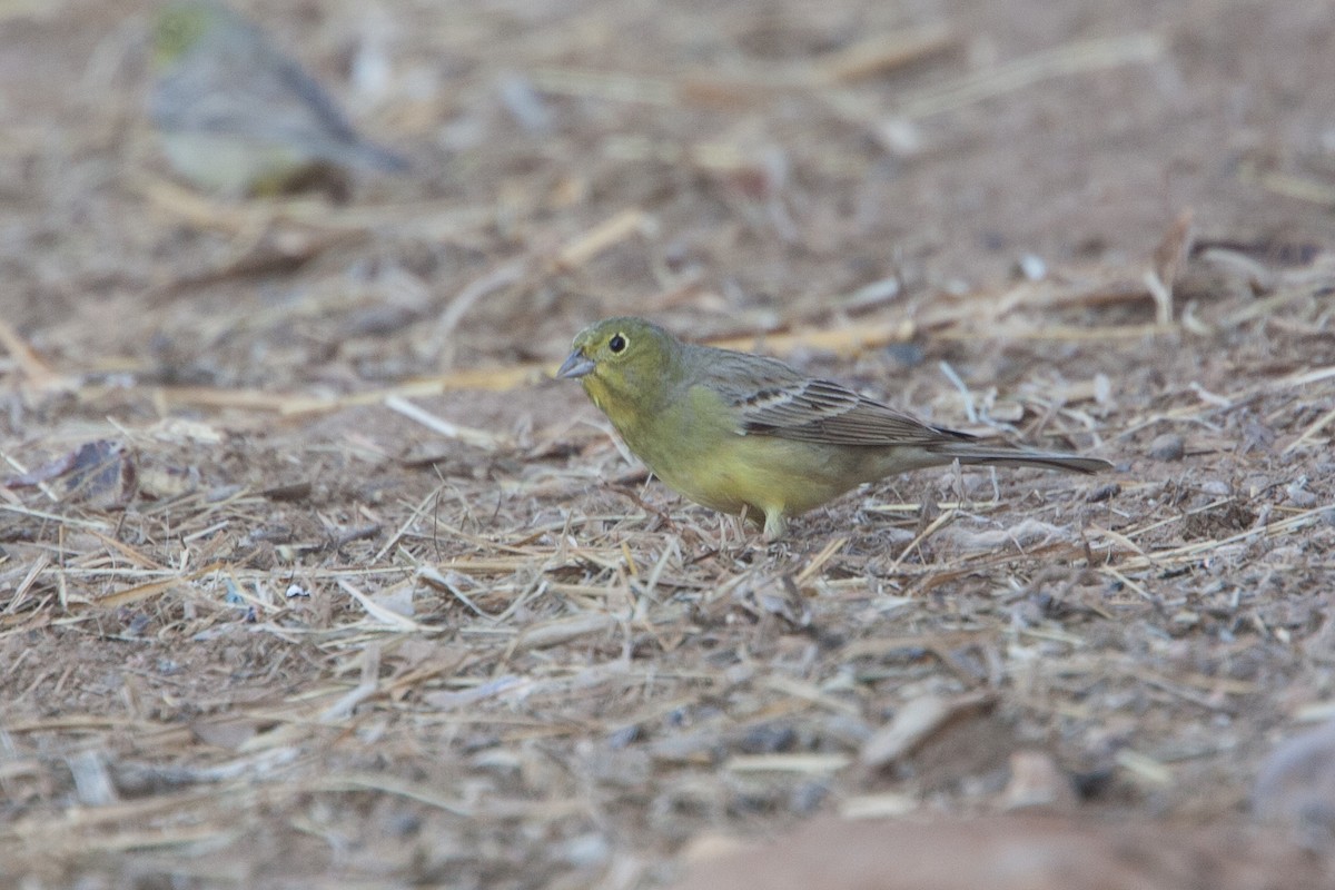 Cinereous Bunting (Yellow-bellied) - ML278075991