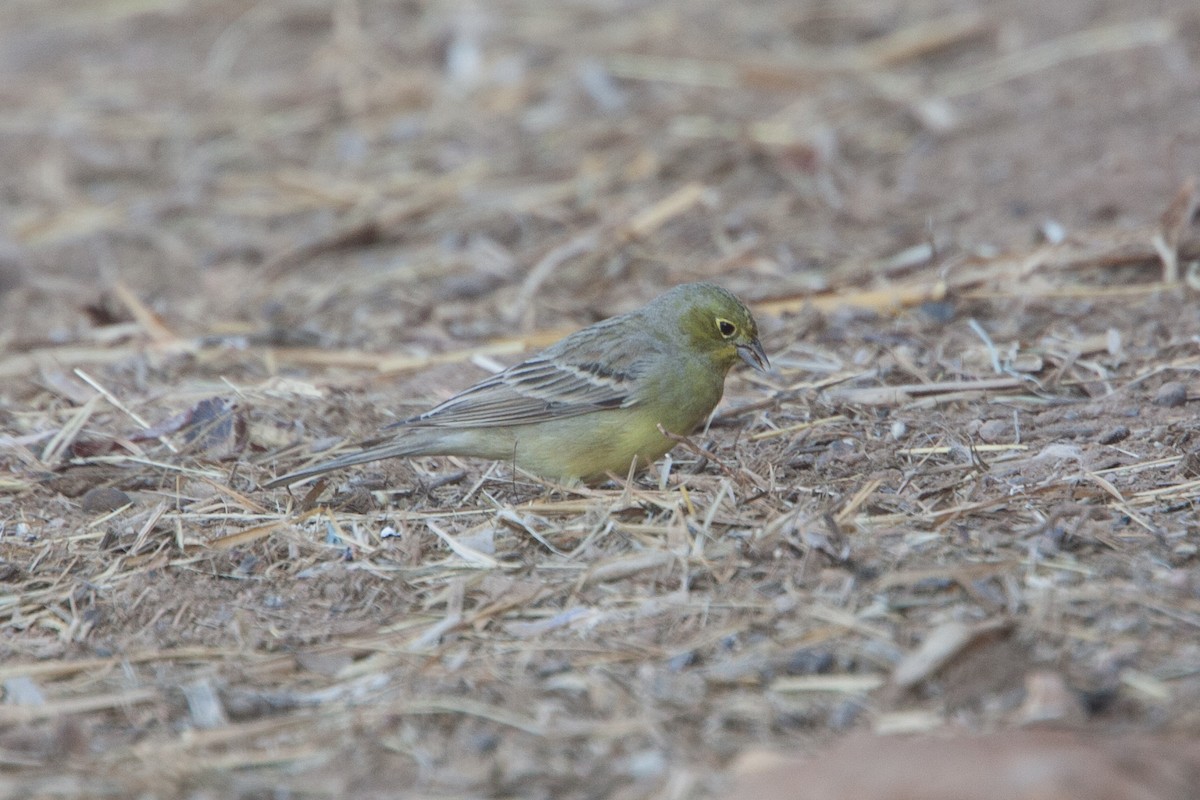 Cinereous Bunting (Yellow-bellied) - ML278076001