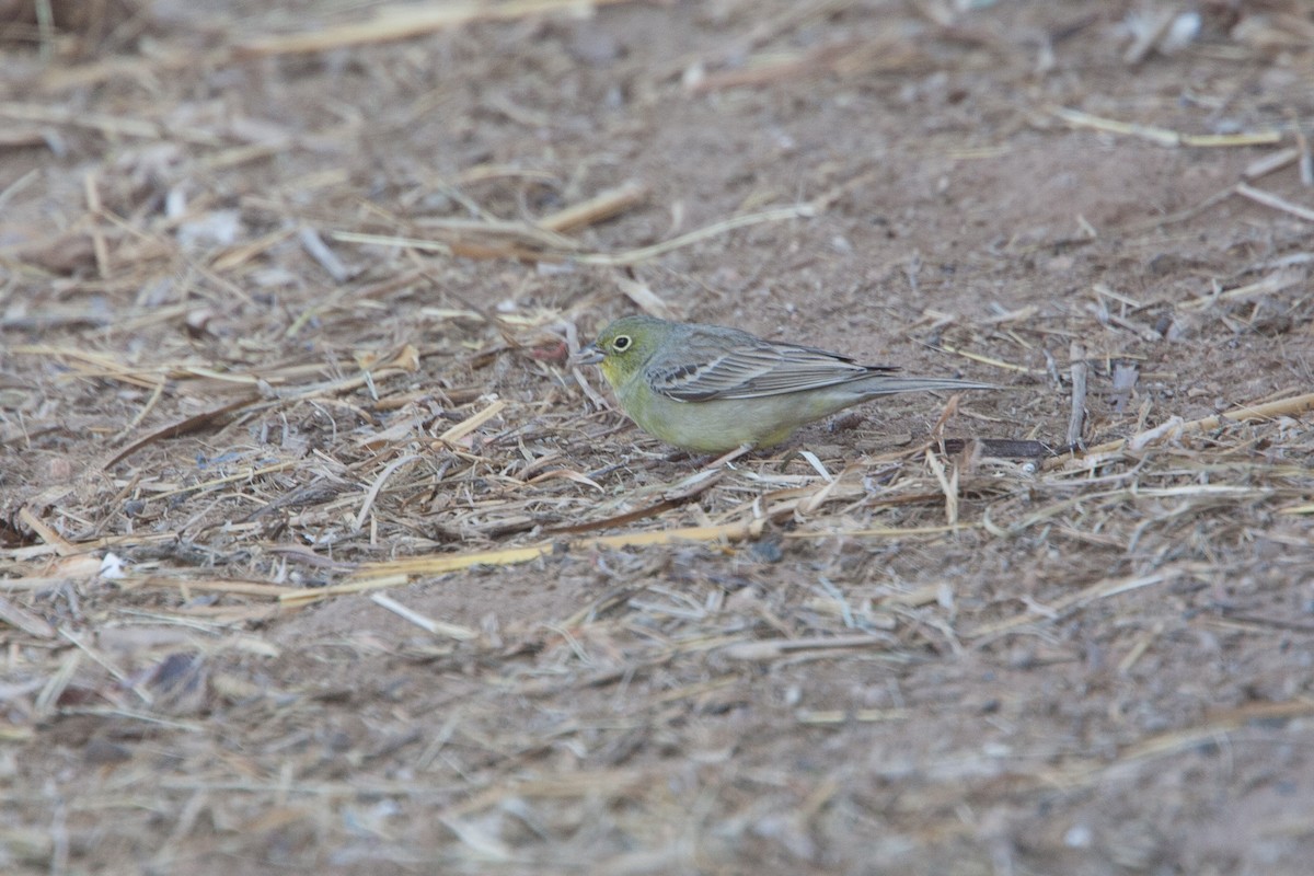 Cinereous Bunting (Yellow-bellied) - ML278076011
