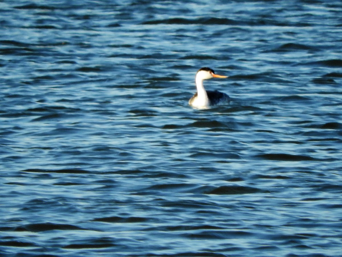 Clark's Grebe - Brian Marra