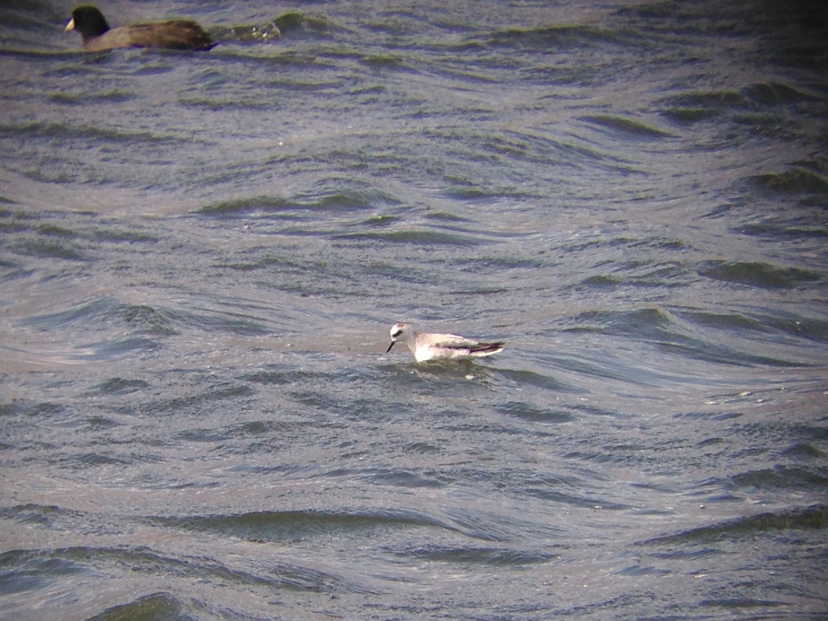 Phalarope à bec large - ML278077471