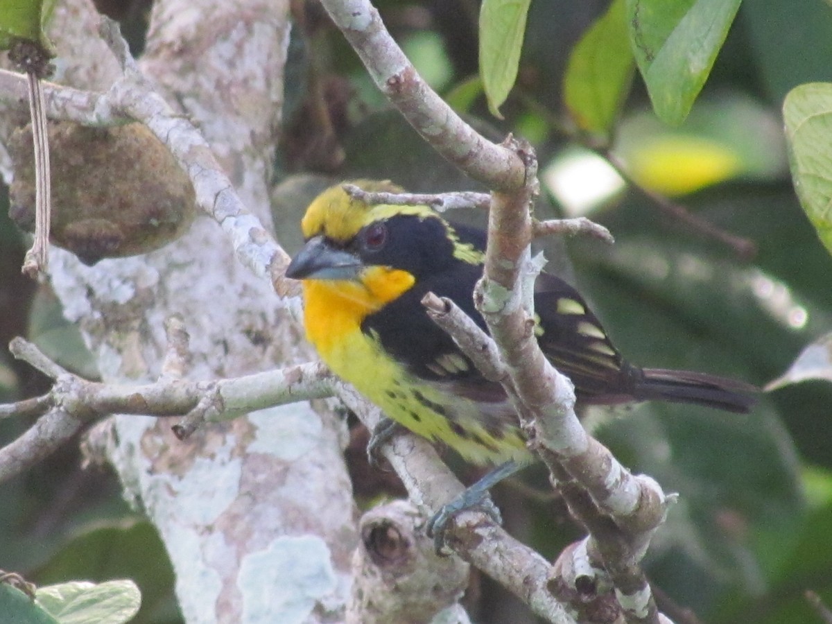 Gilded Barbet - ML278079271