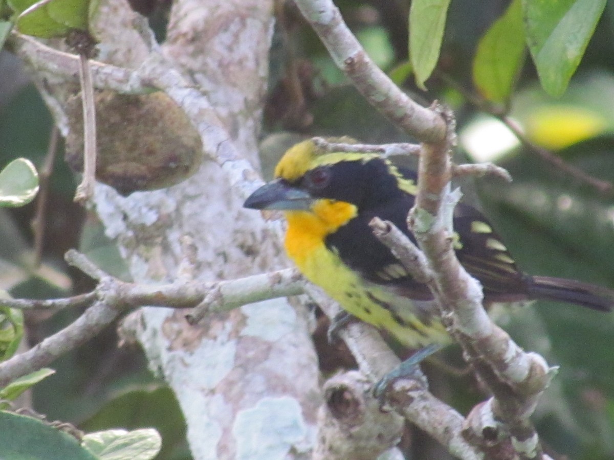 Gilded Barbet - ML278079291