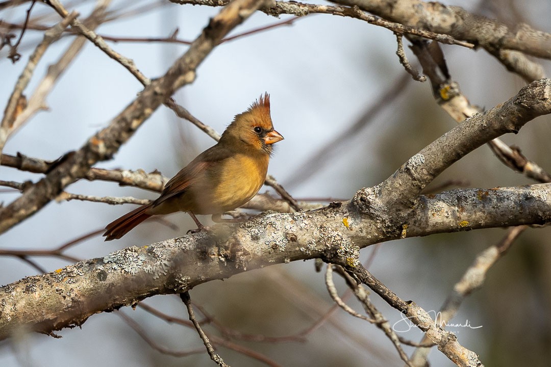 Northern Cardinal - ML278079741