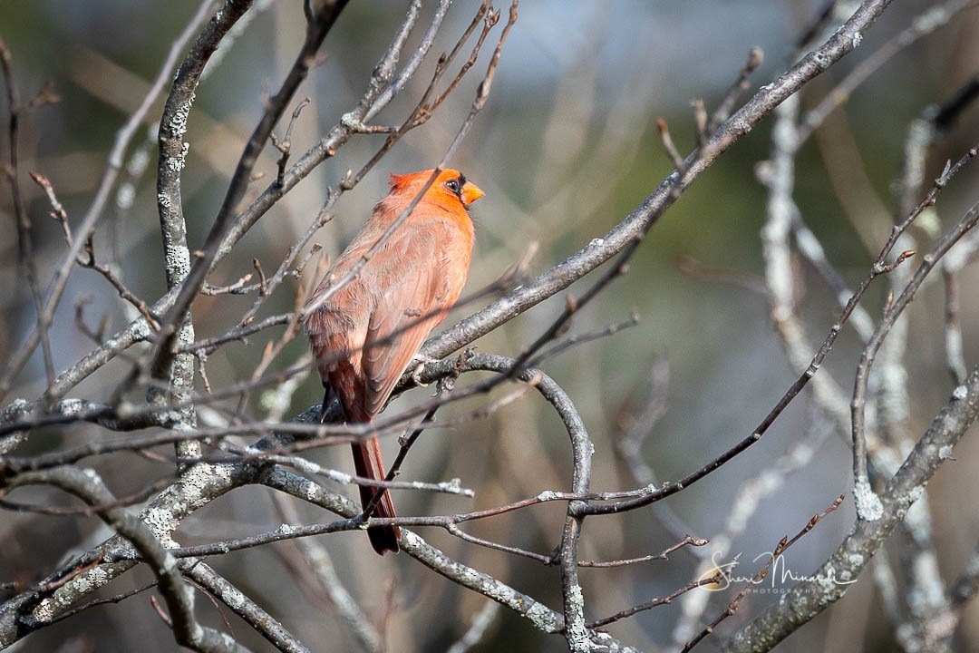 Northern Cardinal - ML278079781