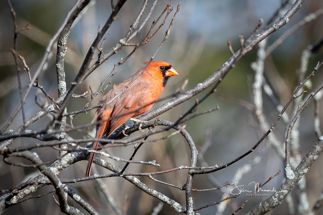 Northern Cardinal - ML278079821