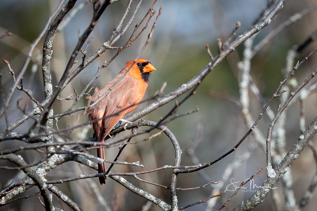 Northern Cardinal - ML278079861