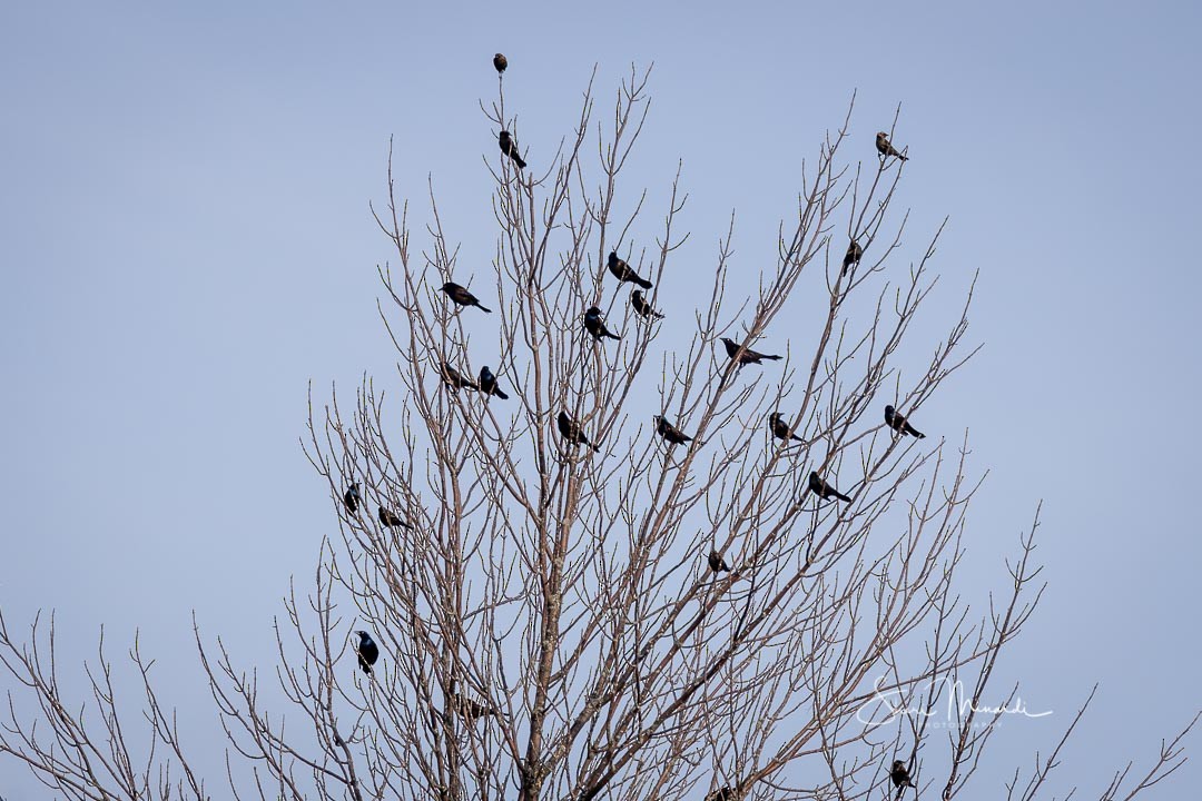 Common Grackle - ML278079941