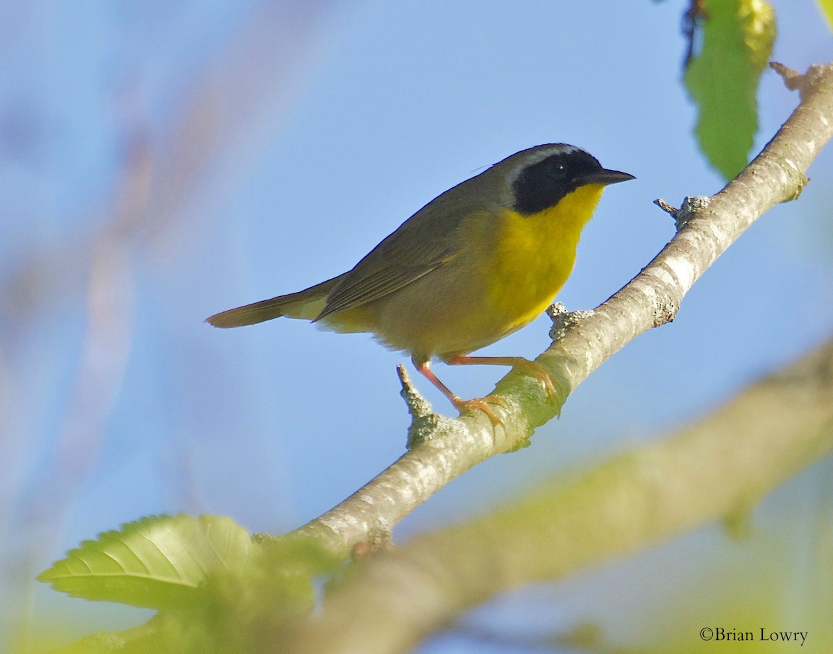 Common Yellowthroat - ML27808121